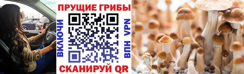 Псилоцибиновые грибы Cubensis  Мыски 