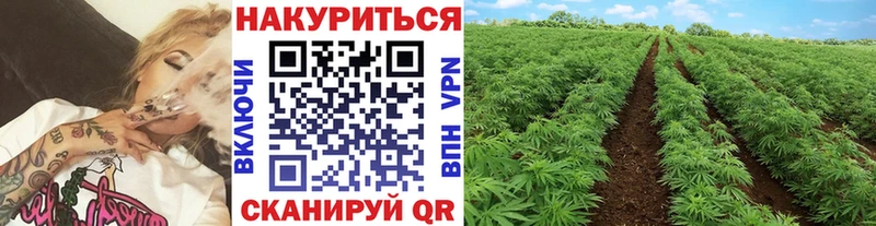 Бошки Шишки сатива Мыски